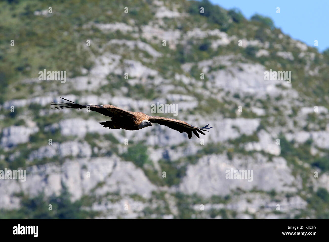 Eurasian griffon vulture in flight (Gyps fulvus). Drome. France. Stock Photo