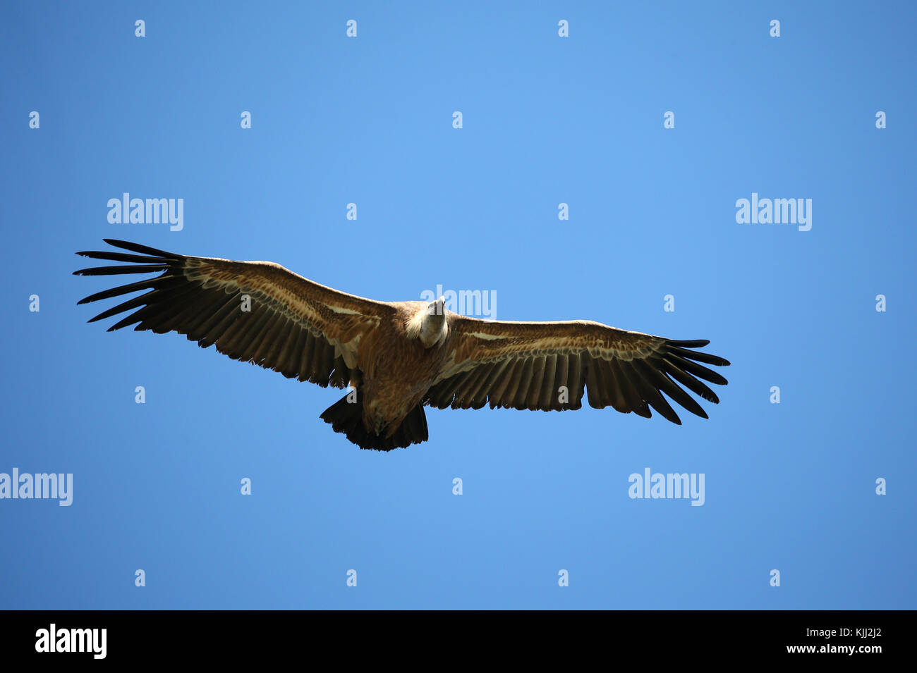 Eurasian griffon vulture in flight (Gyps fulvus). Drome. France. Stock Photo