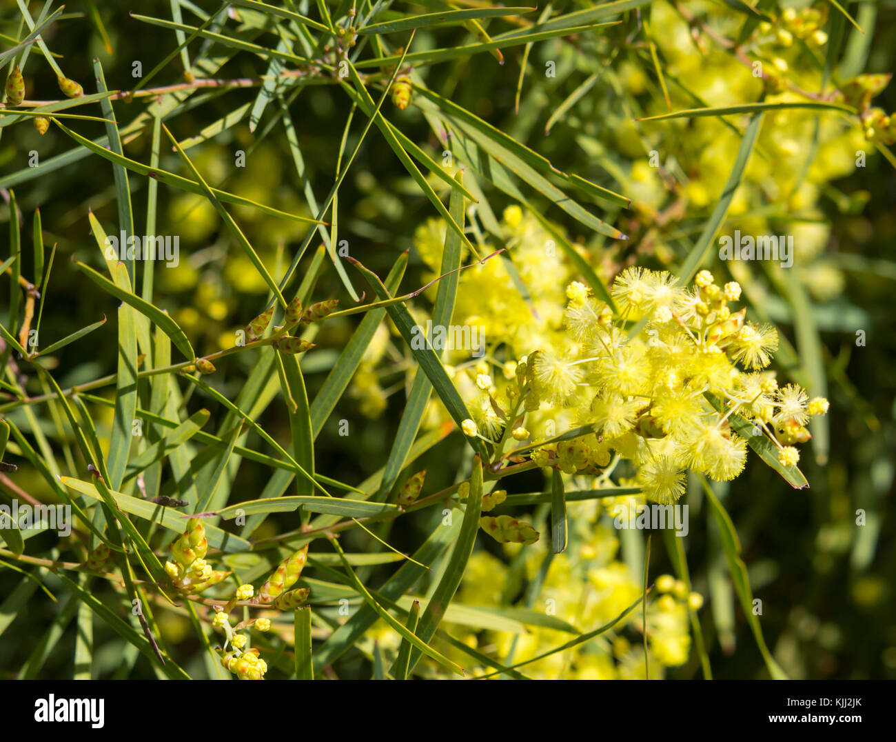 Fragrant Yellow West Australian Wattle Acacia Species Blooming In Spring In Big Swamp Bunbury Western Australia Adds Sweet Fragrance Stock Photo Alamy