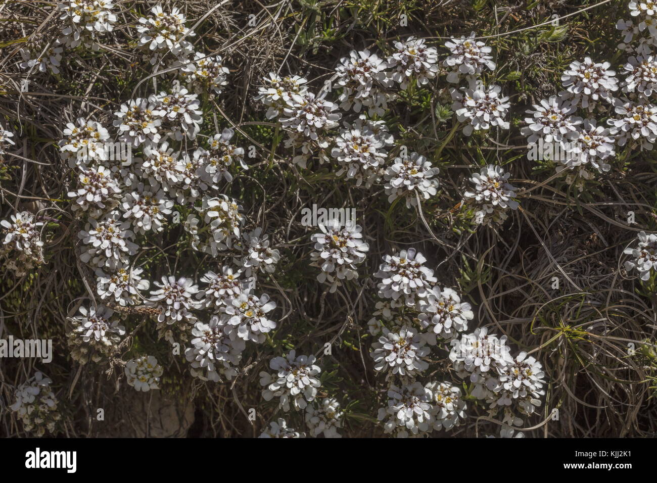 Alpine candytuft, Iberis saxatilis, in flower at 1500m in the Provence Alps. Stock Photo