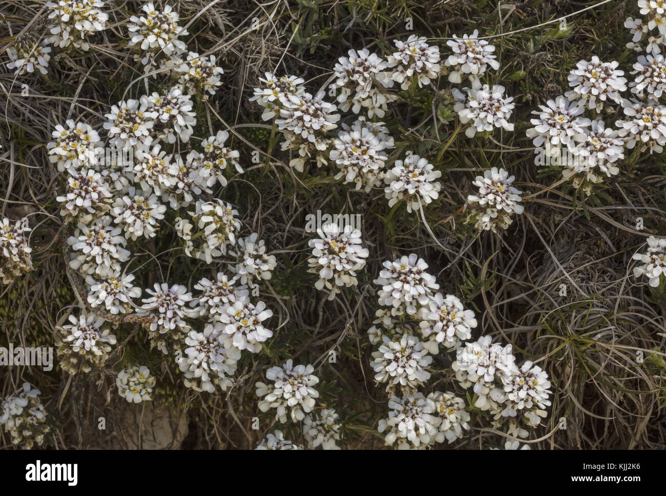 Alpine candytuft, Iberis saxatilis, in flower at 1500m in the Provence Alps. Stock Photo