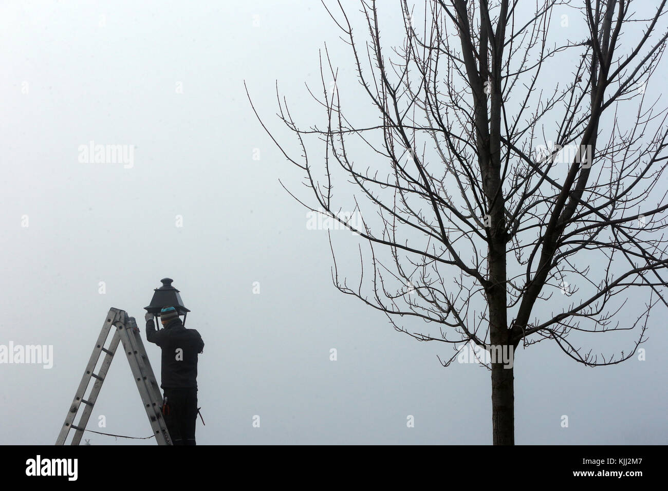 Light tree hi-res stock photography and images - Alamy