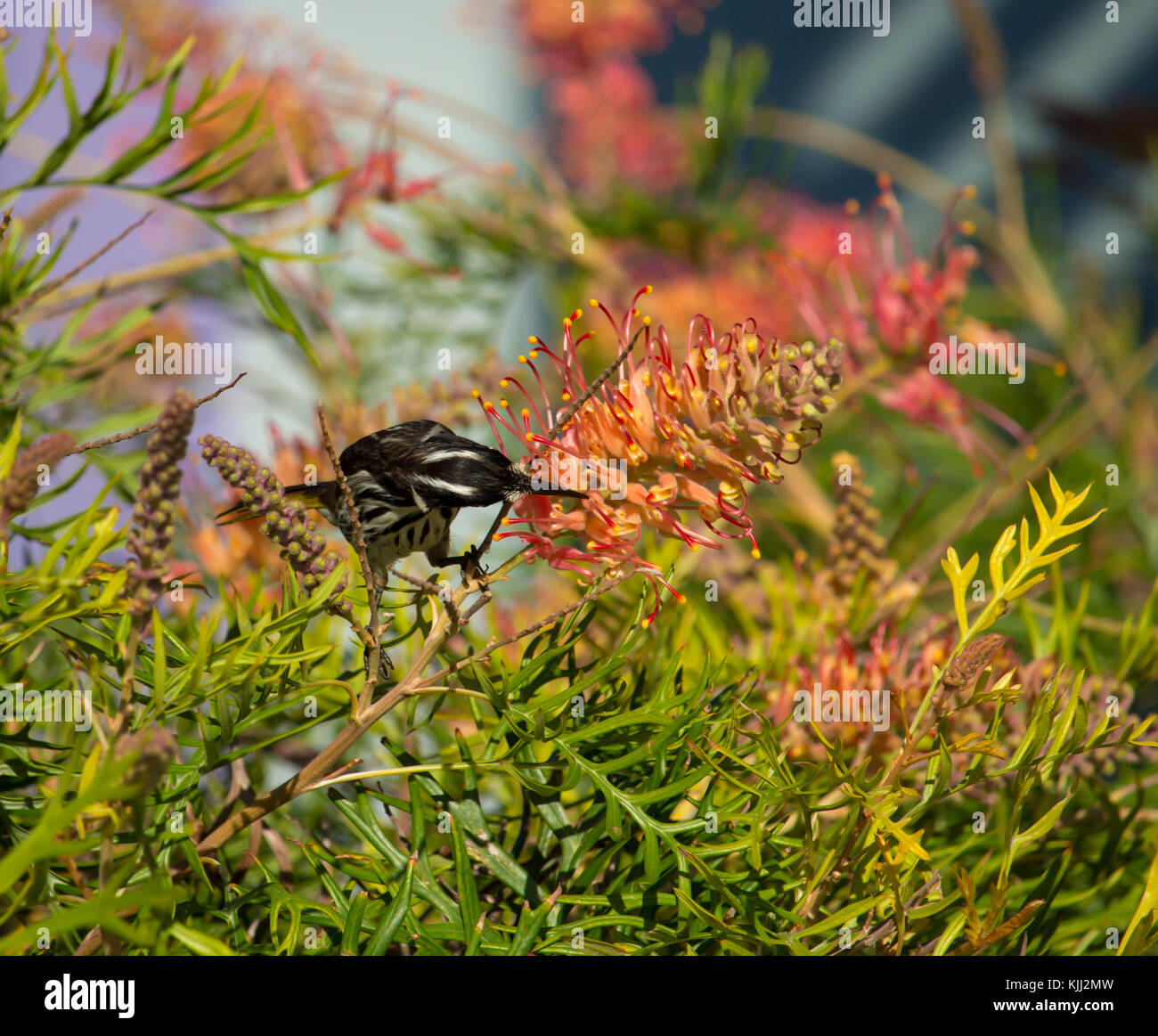 Australian New Holland Honey eater perched in a Robyn Gordon grevillea cultivar  sipping nectar from the sweet red flowers on a sunny spring morning . Stock Photo