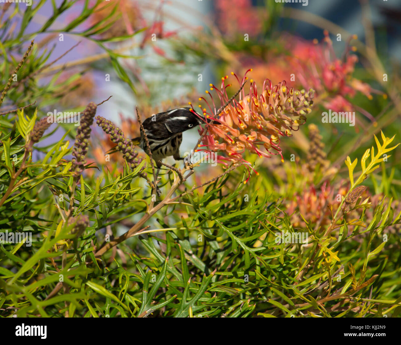 Australian New Holland Honey eater perched in a Robyn Gordon grevillea cultivar  sipping nectar from the sweet red flowers on a sunny spring morning . Stock Photo