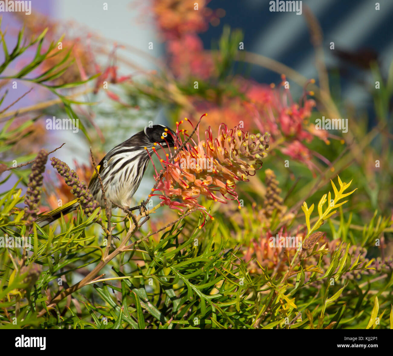 Australian New Holland Honey eater perched in a Robyn Gordon grevillea cultivar  sipping nectar from the sweet red flowers on a sunny spring morning . Stock Photo