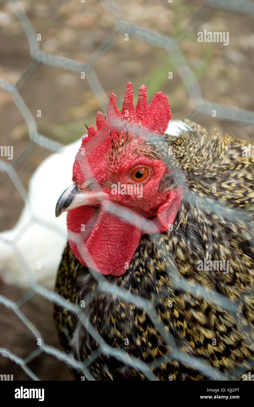 Caged Chicken Stock Photo