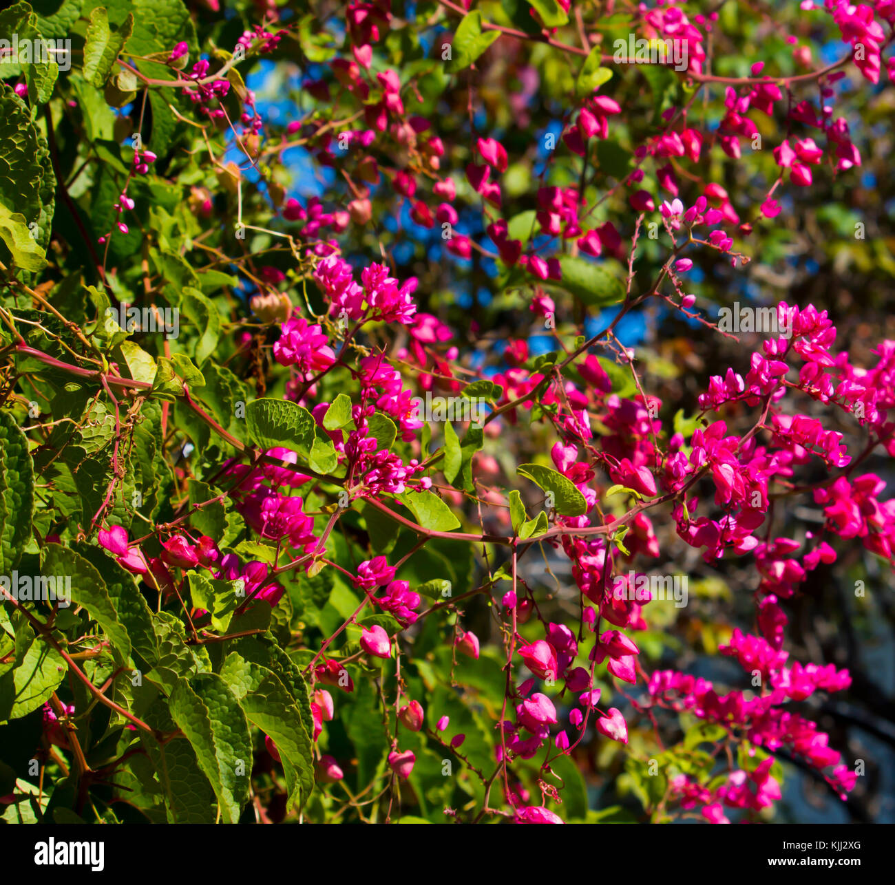 Antigonon leptopus,  Mexican creeper, coral vine, bee bush or San Miguelito vine, is a species of flowering plant in the buckwheat family, Polygonace. Stock Photo