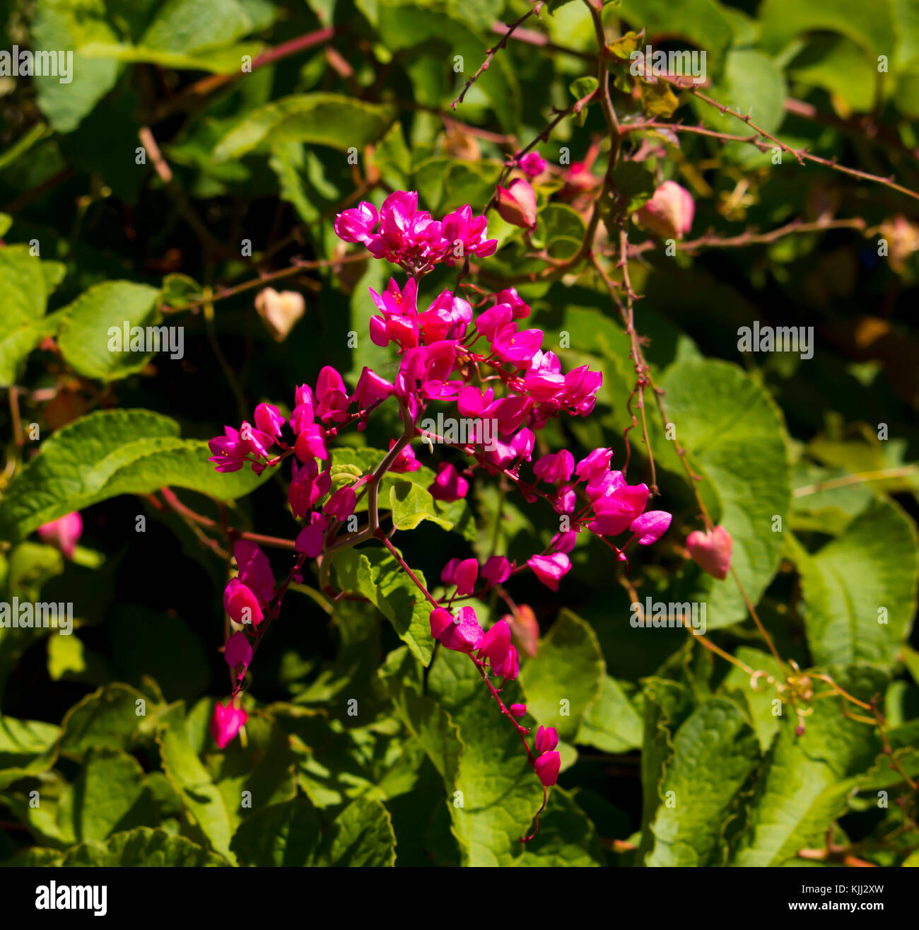 Antigonon leptopus,  Mexican creeper, coral vine, bee bush or San Miguelito vine, is a species of flowering plant in the buckwheat family, Polygonace. Stock Photo