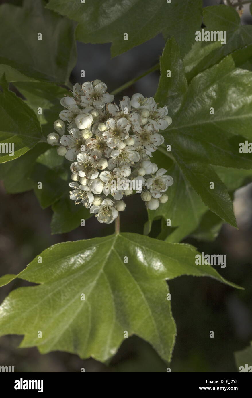 Wild service tree, Sorbus torminalis, in flower, with young leaves. Rare in UK Stock Photo Alamy