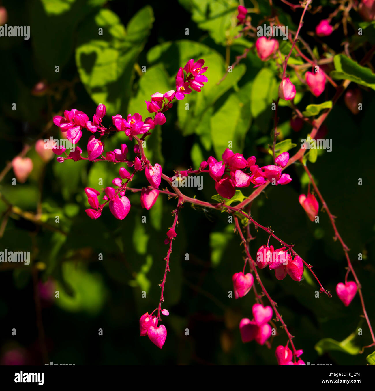 Antigonon leptopus,  Mexican creeper, coral vine, bee bush or San Miguelito vine, is a species of flowering plant in the buckwheat family, Polygonace. Stock Photo