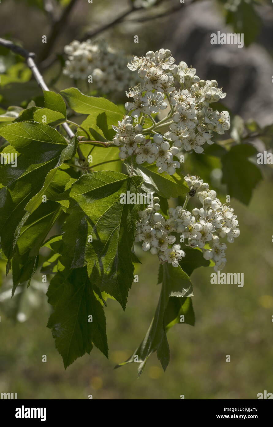 Wild service tree, Sorbus torminalis, in flower, with young leaves. Rare in UK Stock Photo Alamy