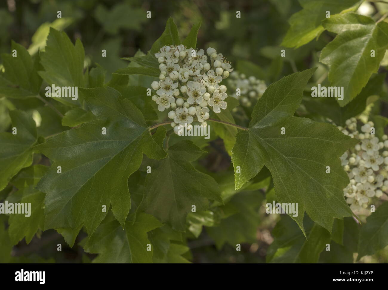 Wild service tree, Sorbus torminalis, in flower, with young leaves. Rare in UK Stock Photo Alamy