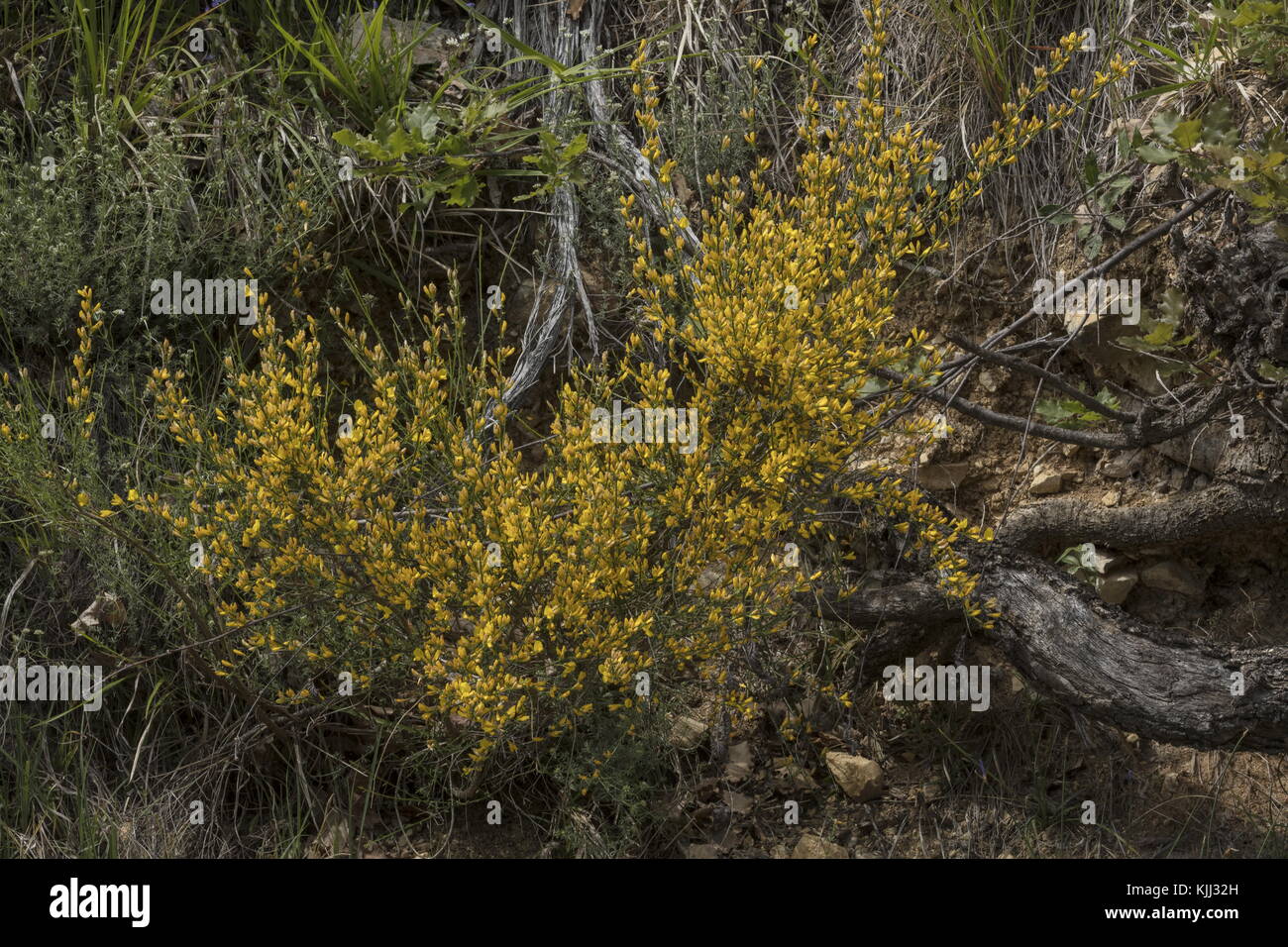 A dwarf broom, Genista cinerea in flower in the Maritime Alps, France. Stock Photo