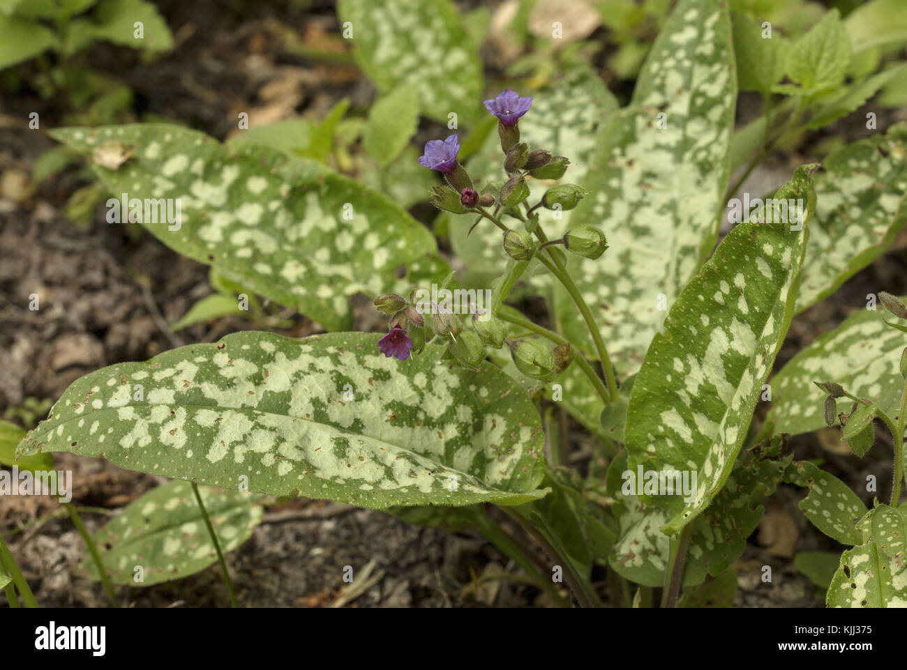 Flowers and silvery leaves of Bethlehem lungwort,  Pulmonaria saccharata, under beech, Maritime Alps. Stock Photo