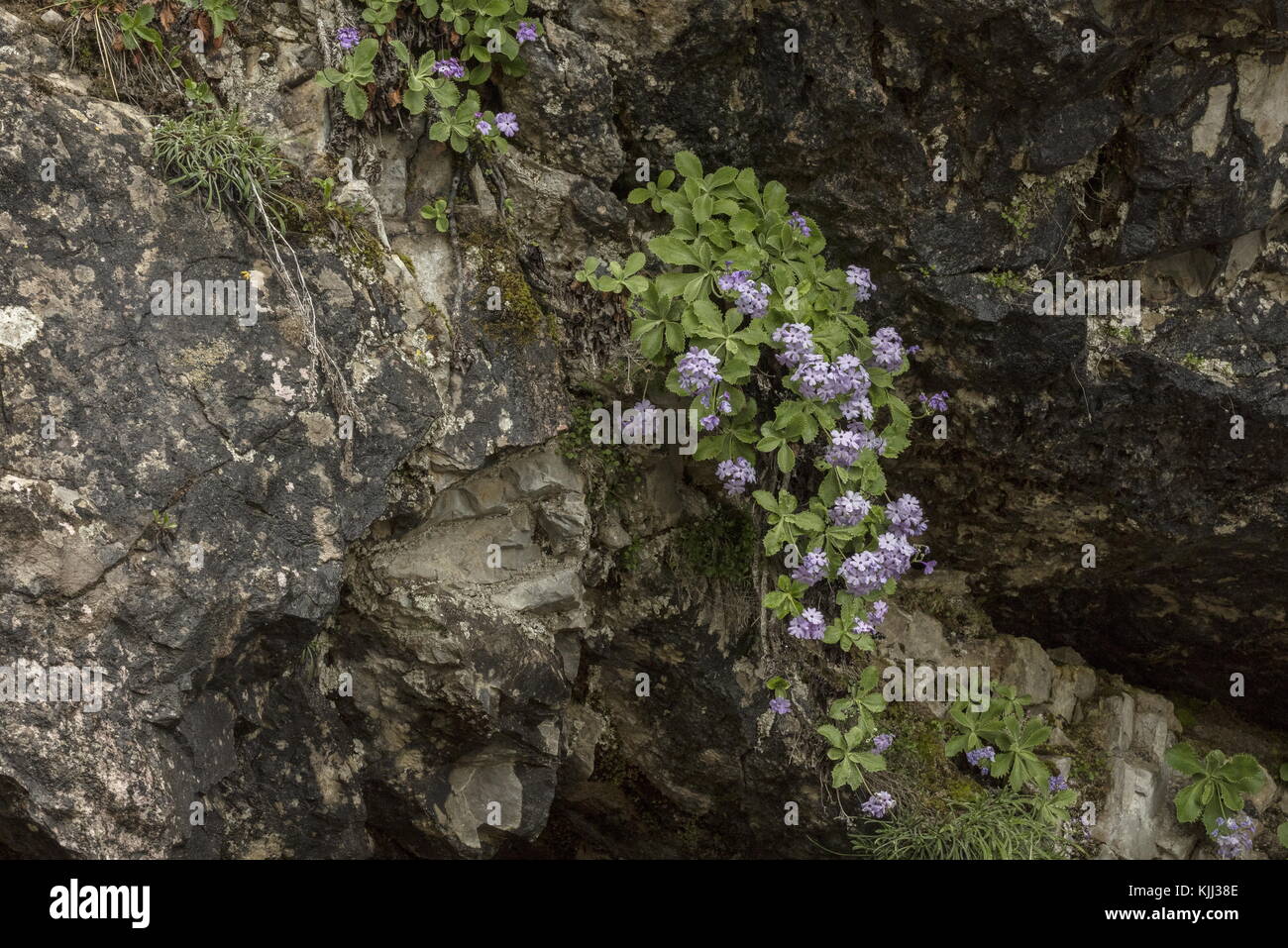 Large clump of Silver-edged primrose, Primula marginata, in flower in spring in the Maritime Alps. Stock Photo
