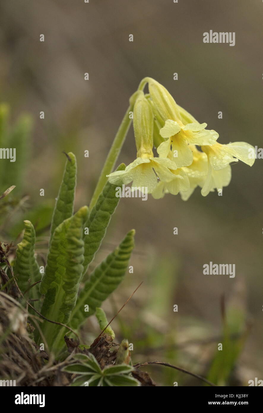 Oxlips, Primula elatior, in flower in montane grassland in early spring. France. Stock Photo