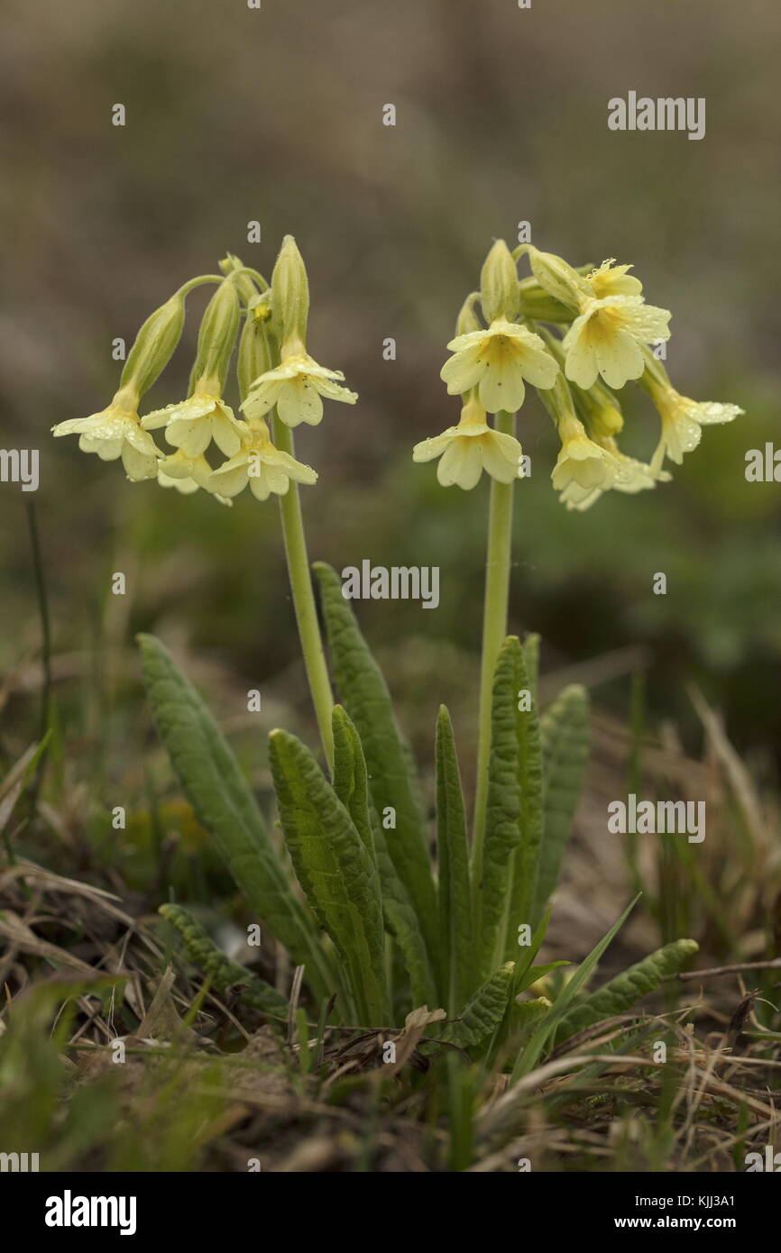Oxlips, Primula elatior, in flower in montane grassland in early spring. France. Stock Photo