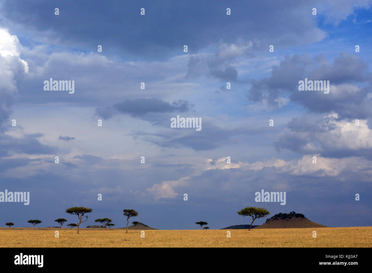 African savanna. Golden plains against blue sky with clouds.  Masai Mara game reserve. Kenya. Stock Photo