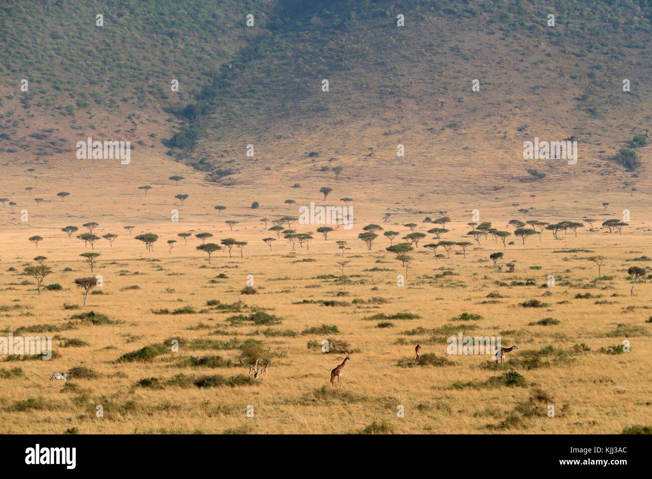 African savanna. Golden plains  with animals. Masai Mara game reserve. Kenya. Stock Photo