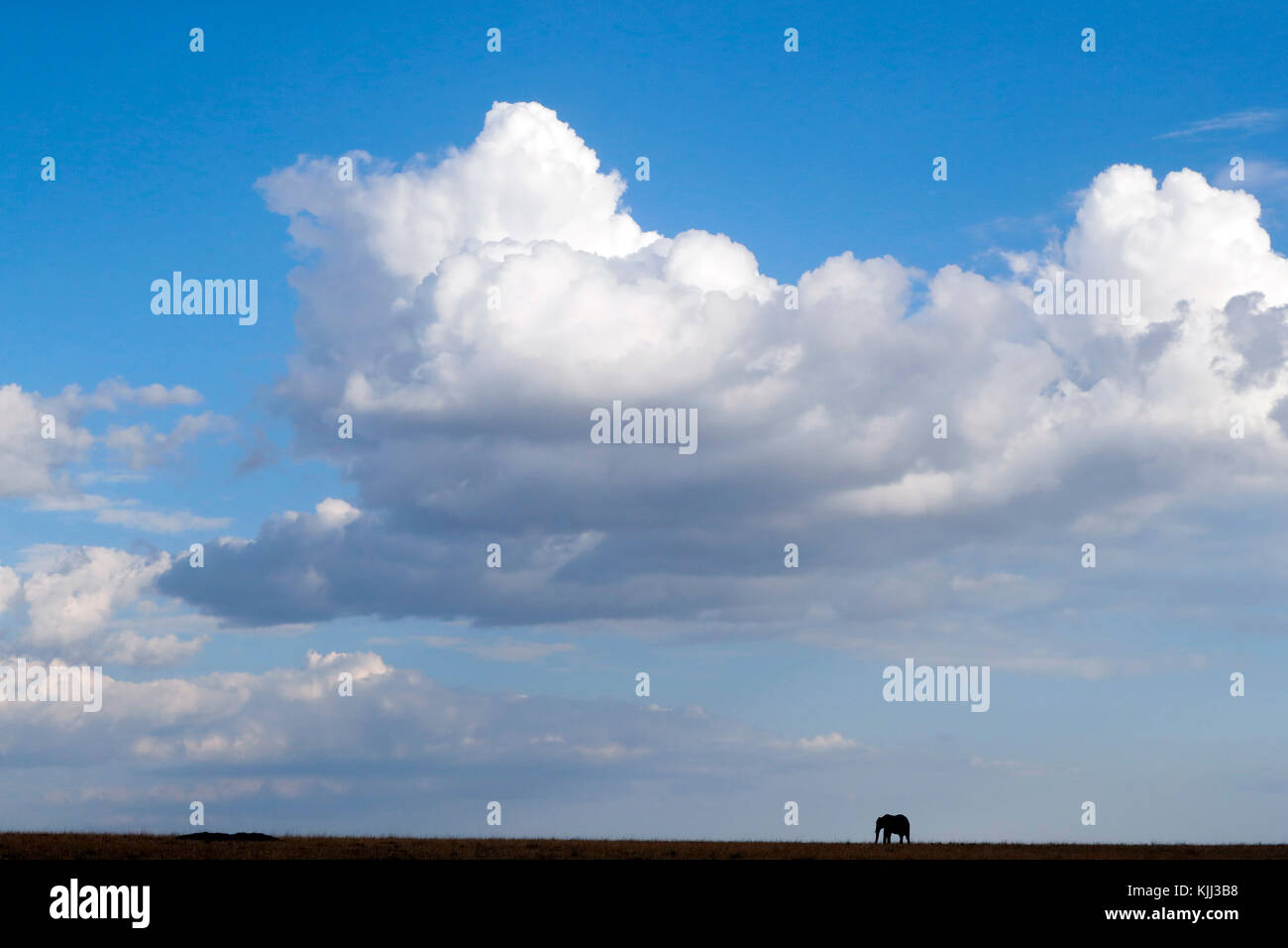 African Elephant (Loxodonta africana). Silhouette against blue sky with clouds. Masai Mara game reserve. Kenya. Stock Photo
