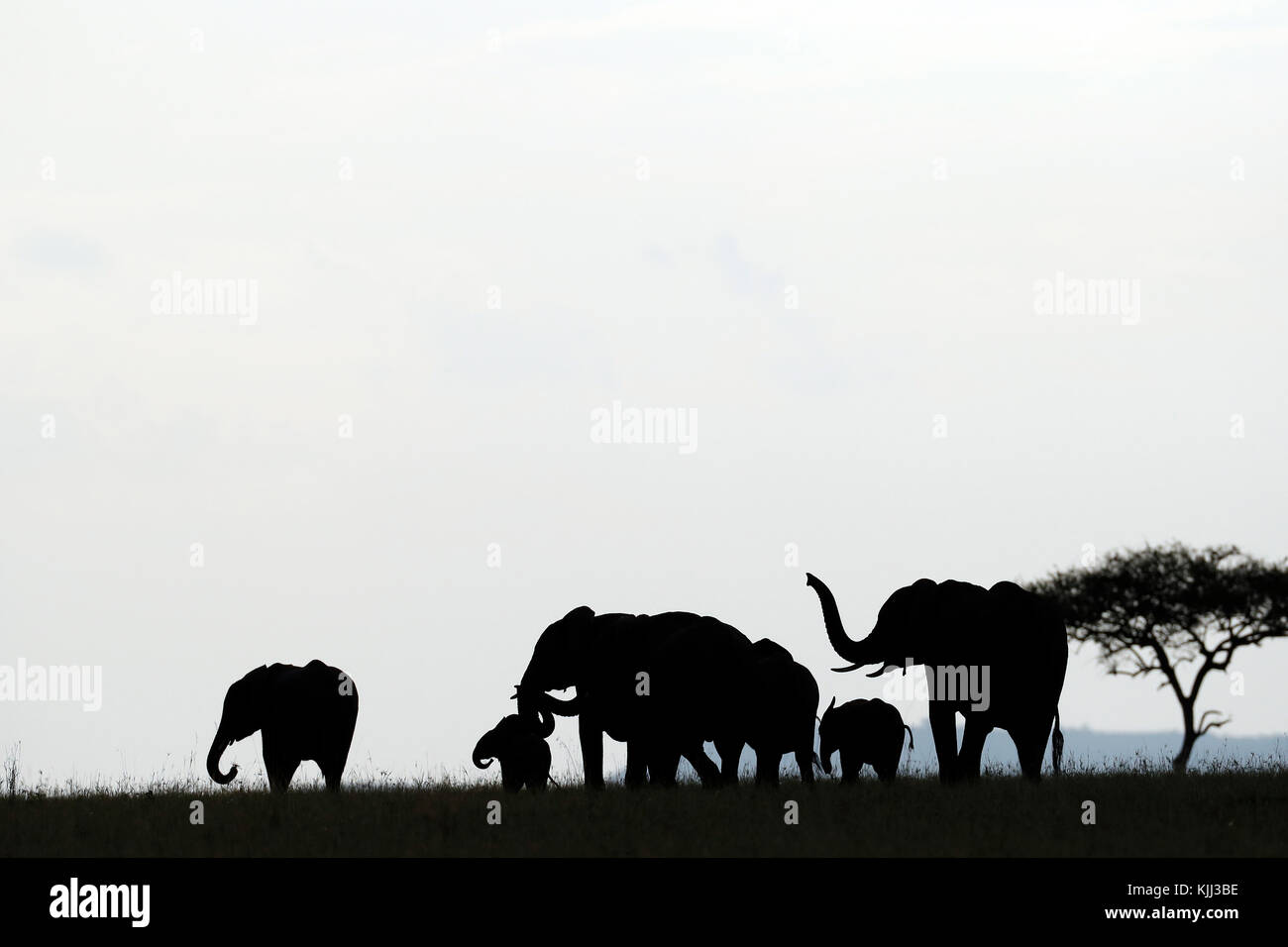 African animal silhouettes hi-res stock photography and images - Alamy