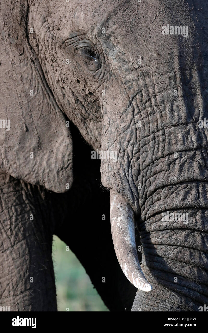 African Elephant (Loxodonta africana).  Close-up of trunk and tusk. Masai Mara game reserve. Kenya. Stock Photo