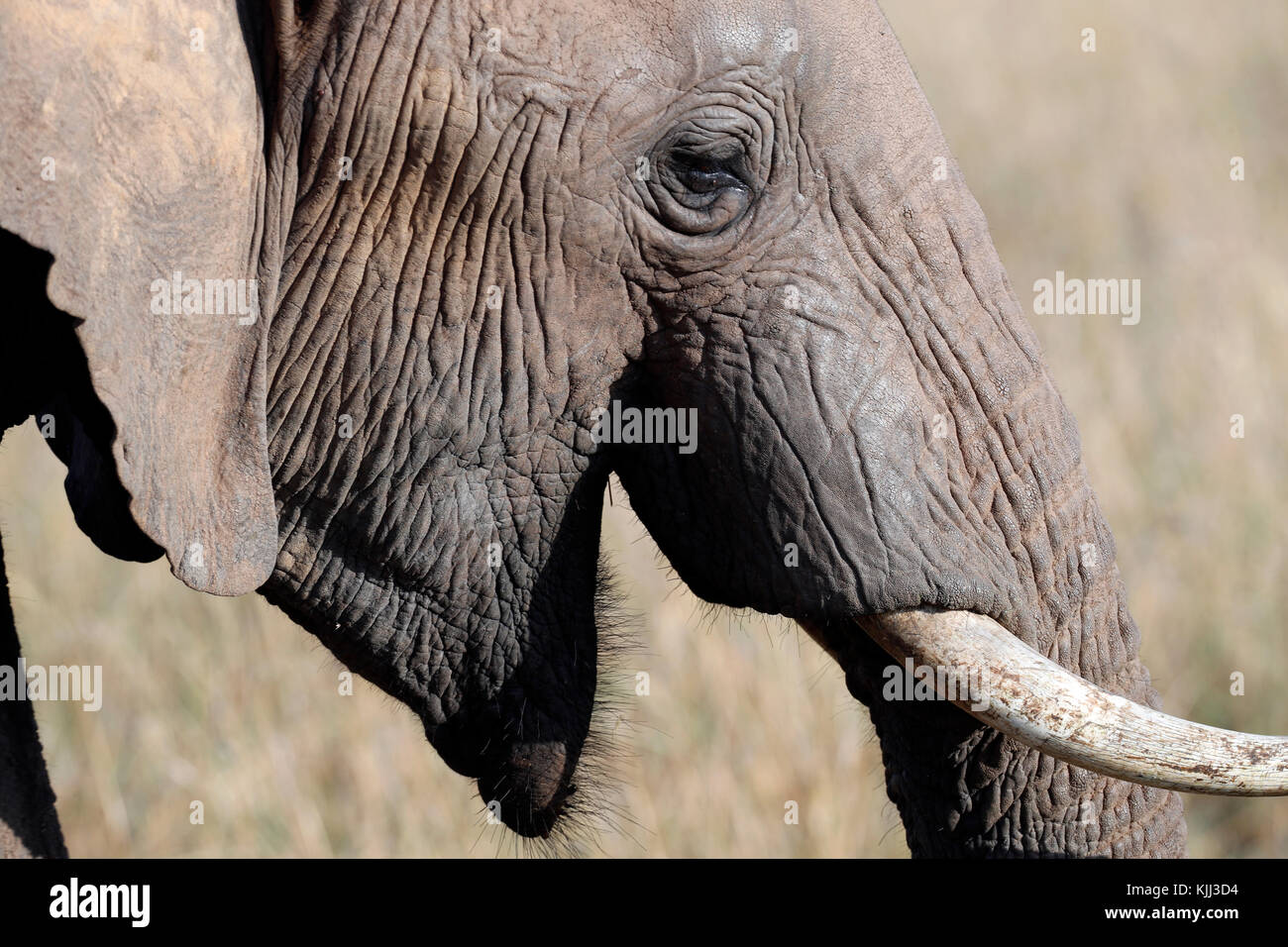 African Elephant (Loxodonta africana).  Close-up of trunk and tusk. Masai Mara game reserve. Kenya. Stock Photo