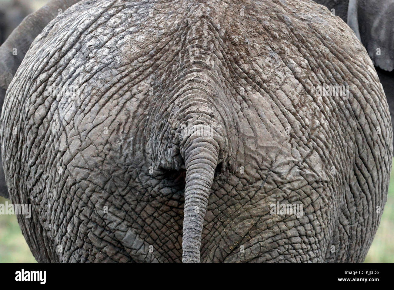 African Elephant (Loxodonta africana).  Close-up of tail.  Masai Mara game reserve. Kenya. Stock Photo