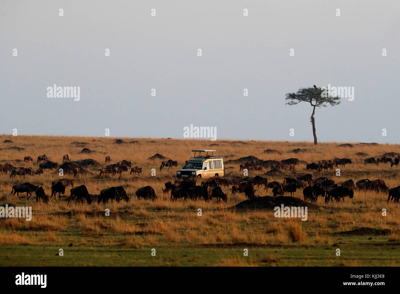 Blue Wildebeest (Connochaetes taurinus) herd migrating through savanna.  Safari.  Masai Mara game reserve. Kenya. Stock Photo