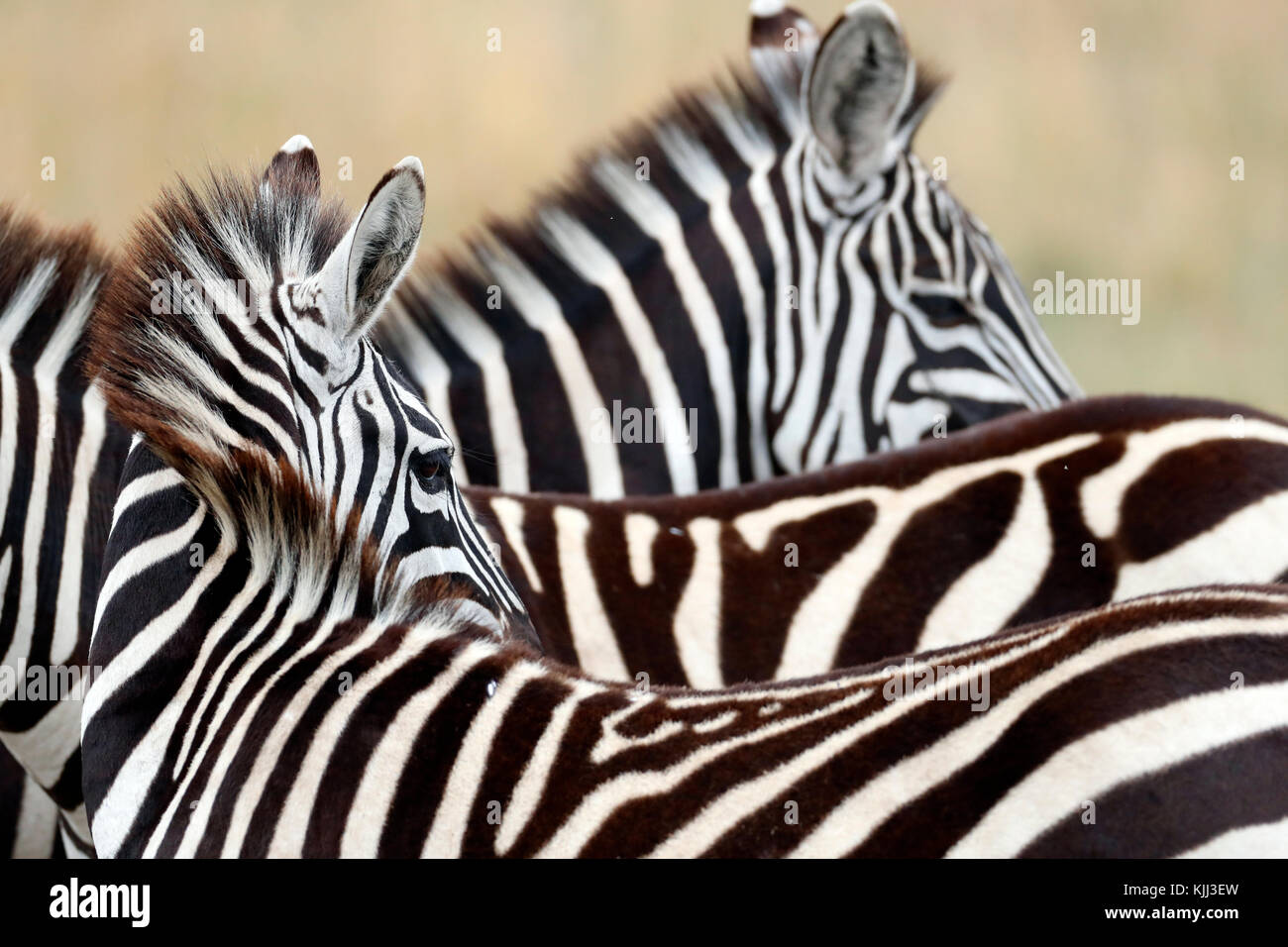 Group of Zebras (Equus burchellii) at savanna. Masai Mara game reserve. Kenya. Stock Photo