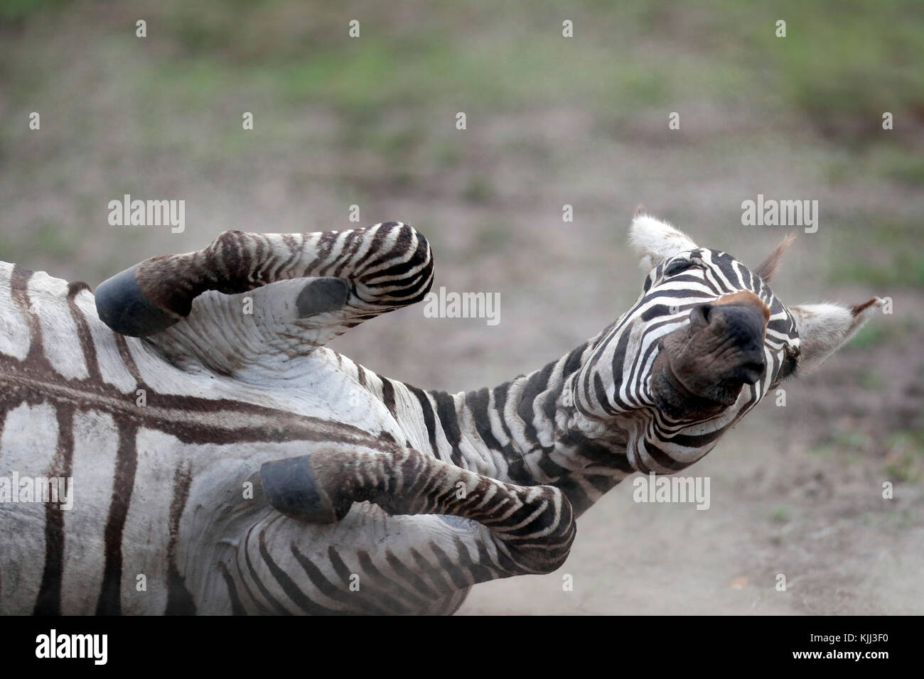 Zebra (Equus burchelli) dusting its back.  Masai Mara game reserve. Kenya. Stock Photo