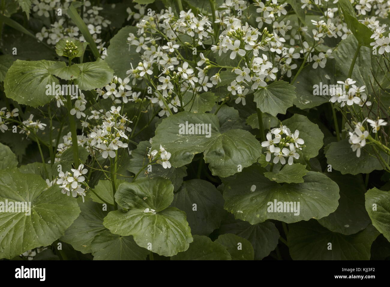 Asarum-leaved Bittercress, Cardamine asarifolia in flower in mountain stream, Maritime Alps. Stock Photo