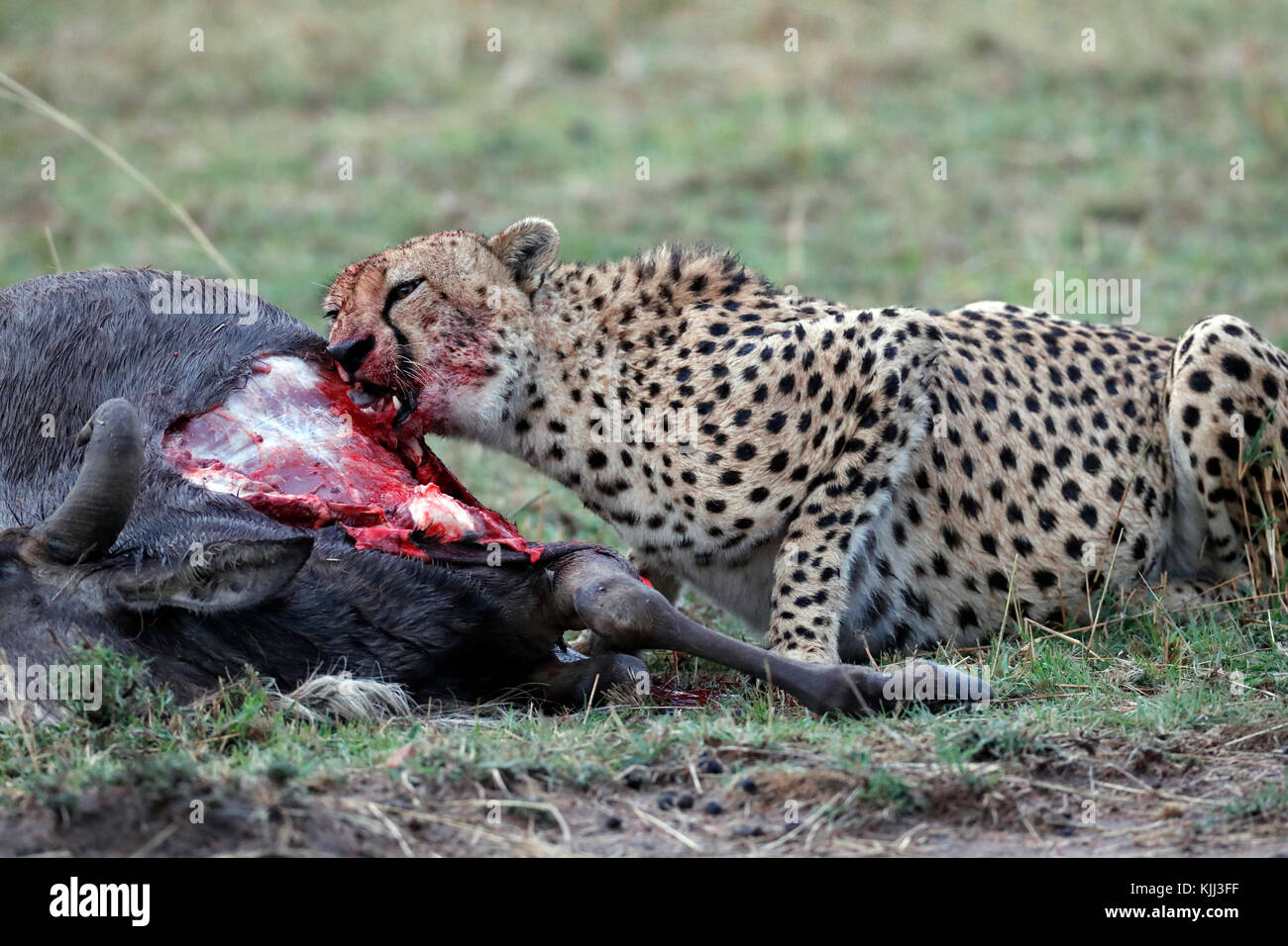 Cheetah ( Acinonyx jubatus ) feasting on bloody kill.  Masai Mara game reserve. Kenya. Stock Photo
