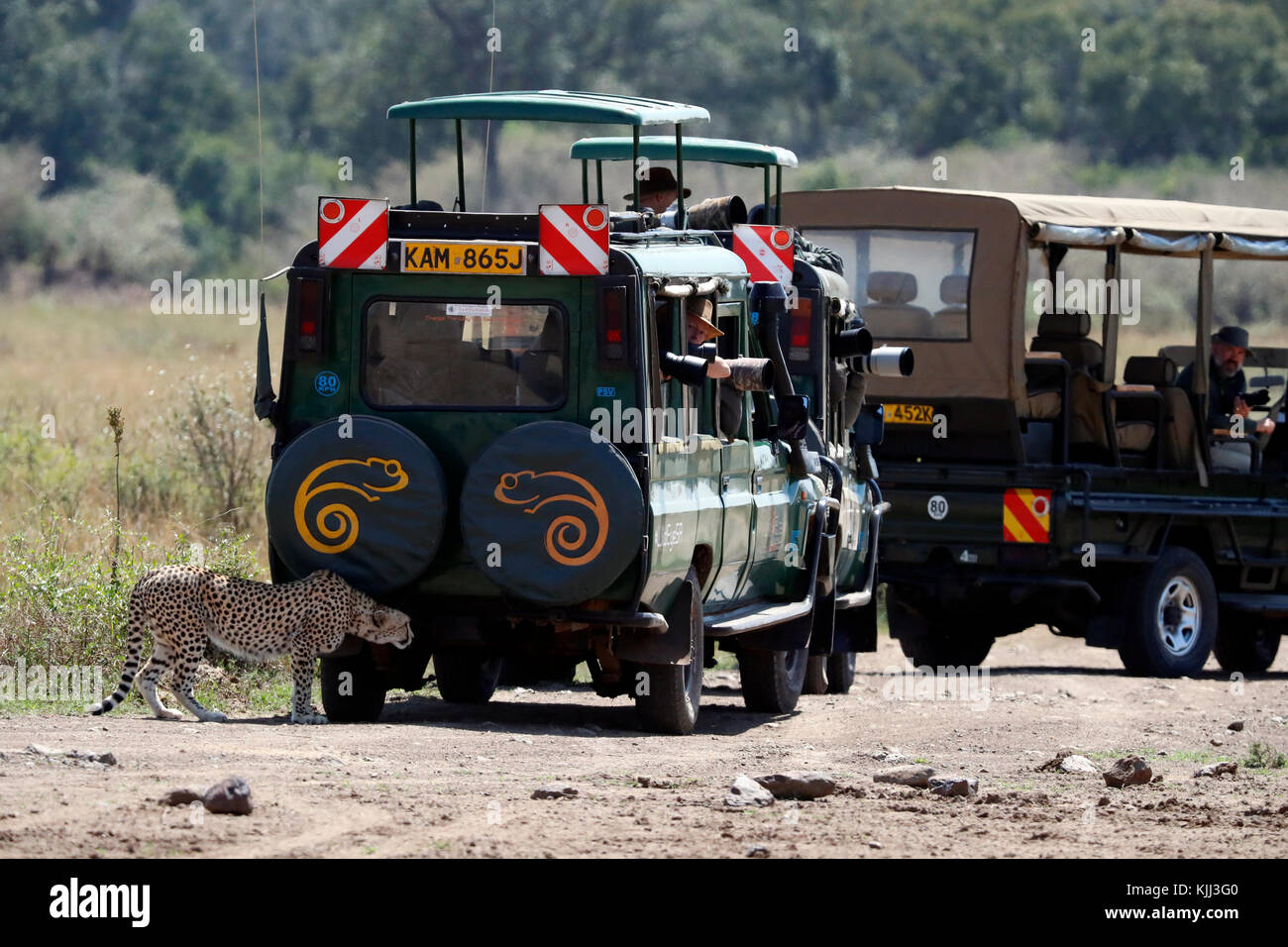 Cheetah (Acinonyx jubatus) and Safari vehicles. Masai Mara game reserve. Kenya. Stock Photo