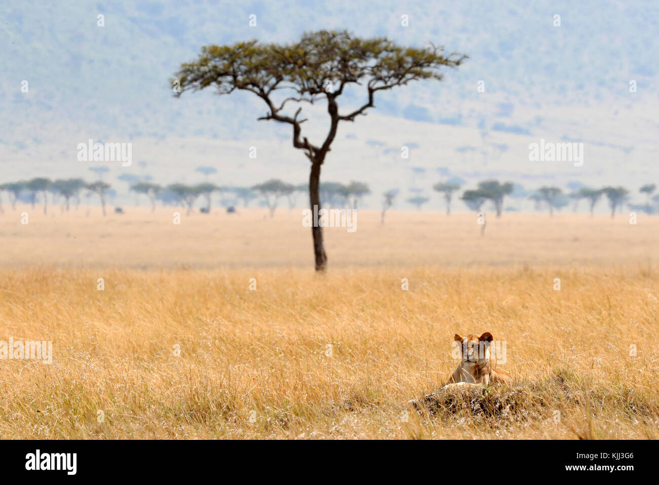 Lioness (Panthera leo) in savanna. Masai Mara game reserve. Kenya Stock ...