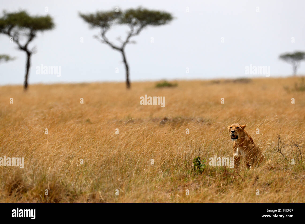 Lioness (Panthera leo) in savanna. Masai Mara game reserve. Kenya Stock ...