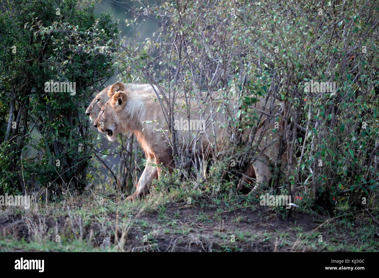 Lioness (Panthera leo) in savanna. Masai Mara game reserve. Kenya Stock ...