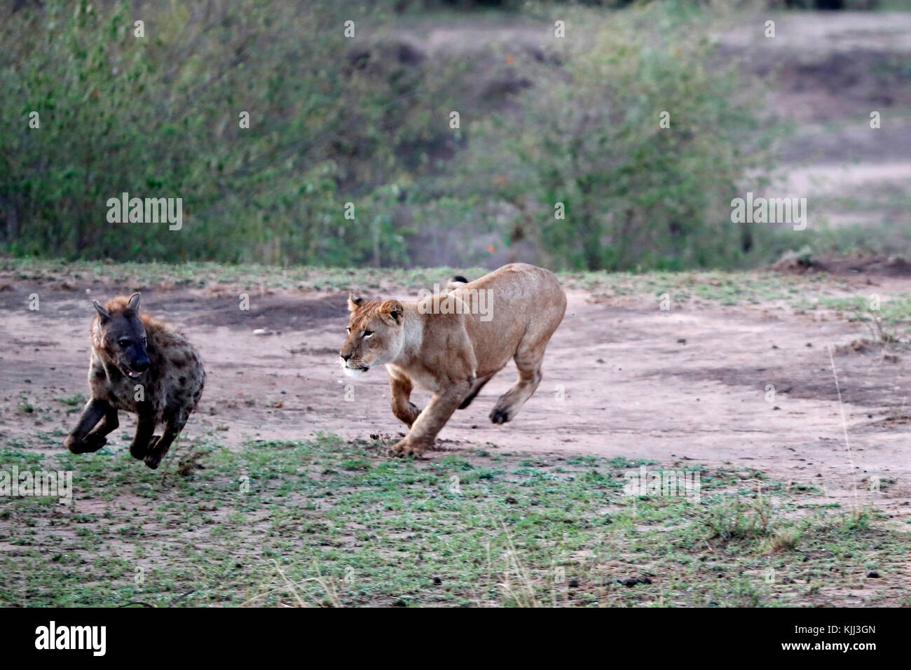 African Lion (Panthera leo) female attacking Hyena (Crocuta crocuta). Masai Mara game reserve. Kenya. Stock Photo