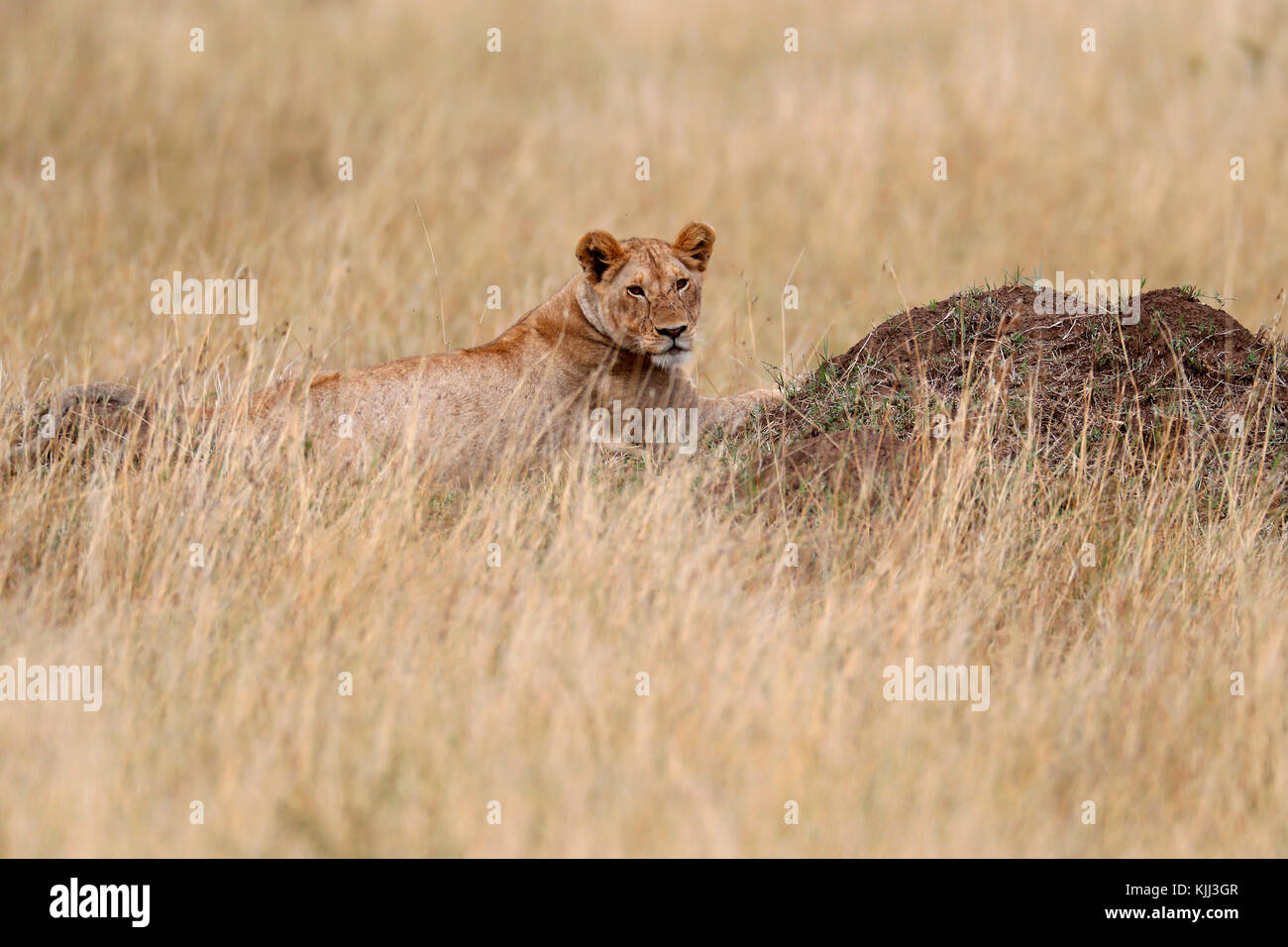 Lioness (Panthera leo) in savanna. Masai Mara game reserve. Kenya Stock ...