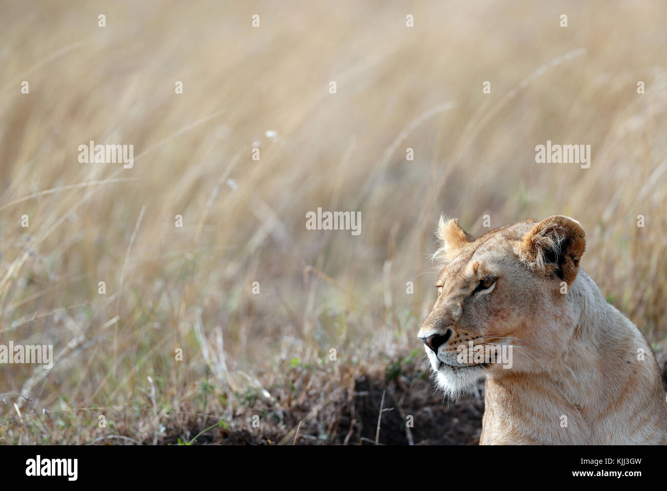 Lioness (Panthera leo) in savanna. Masai Mara game reserve. Kenya Stock ...