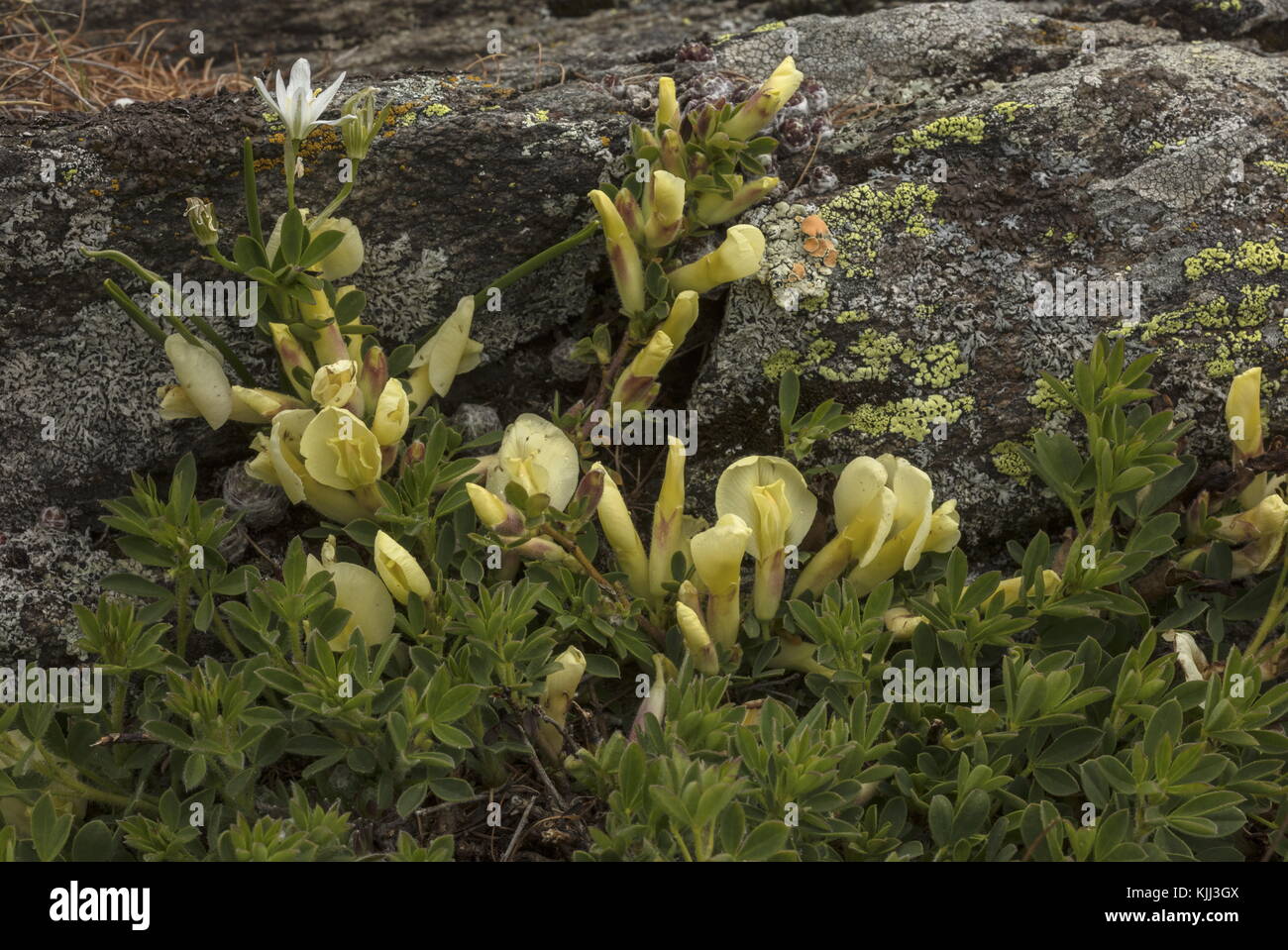 A dwarf broom, Chamaecytisus hirsutus ssp pumilus, in the Maritime Alps, France. Stock Photo
