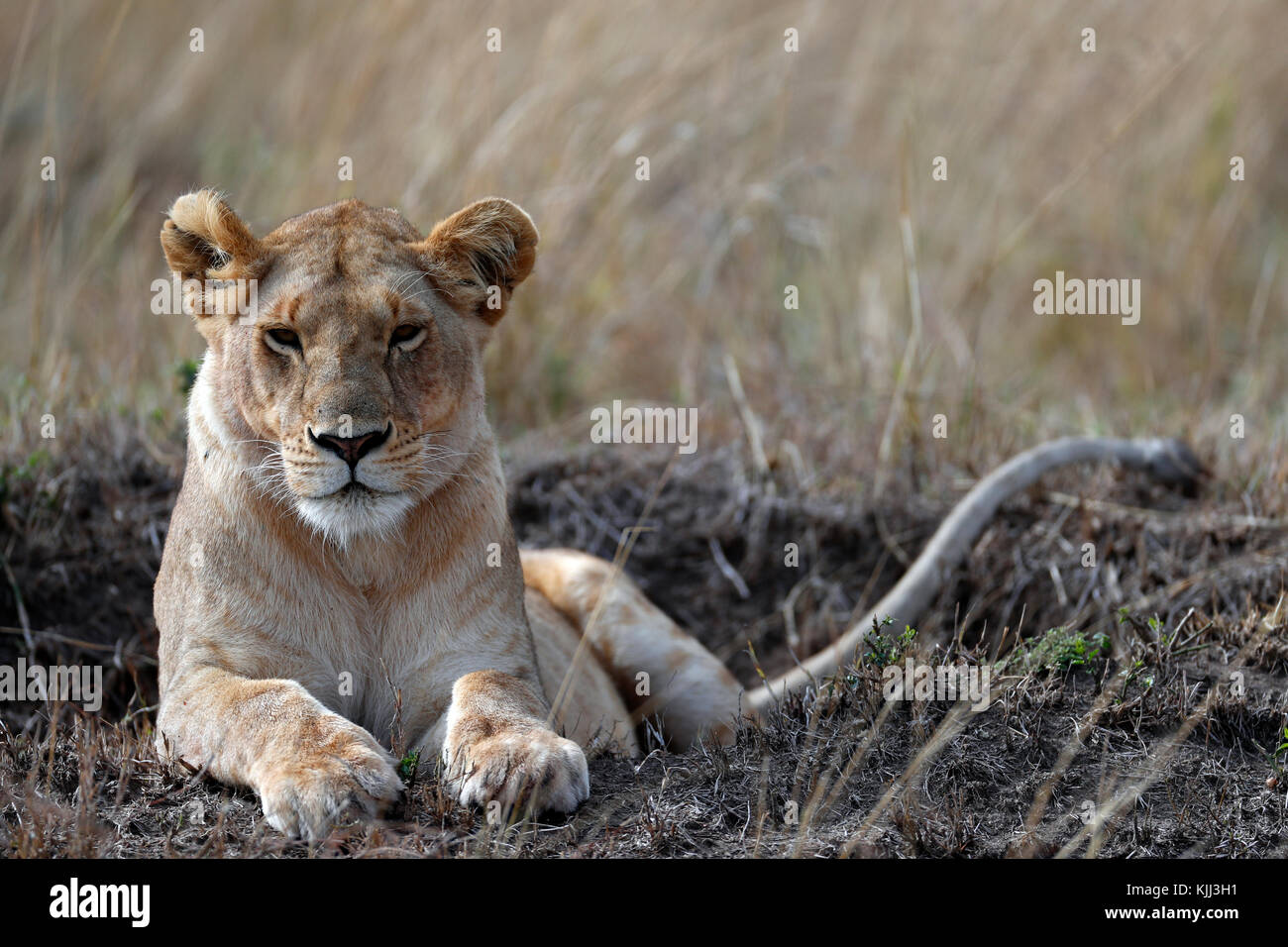Lioness (Panthera leo) in savanna. Masai Mara game reserve. Kenya Stock ...