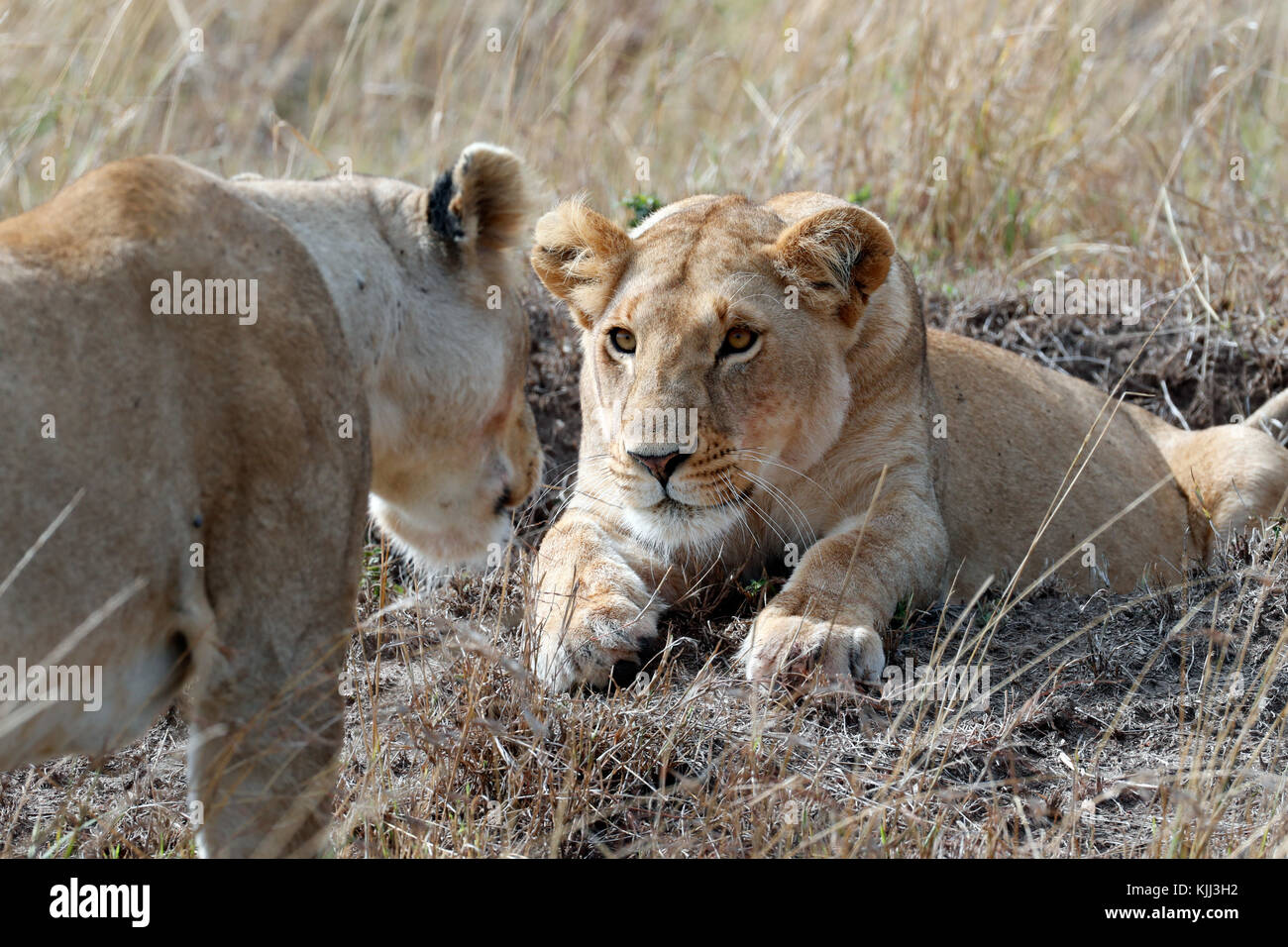 Lioness (Panthera leo) in savanna. Masai Mara game reserve. Kenya Stock ...