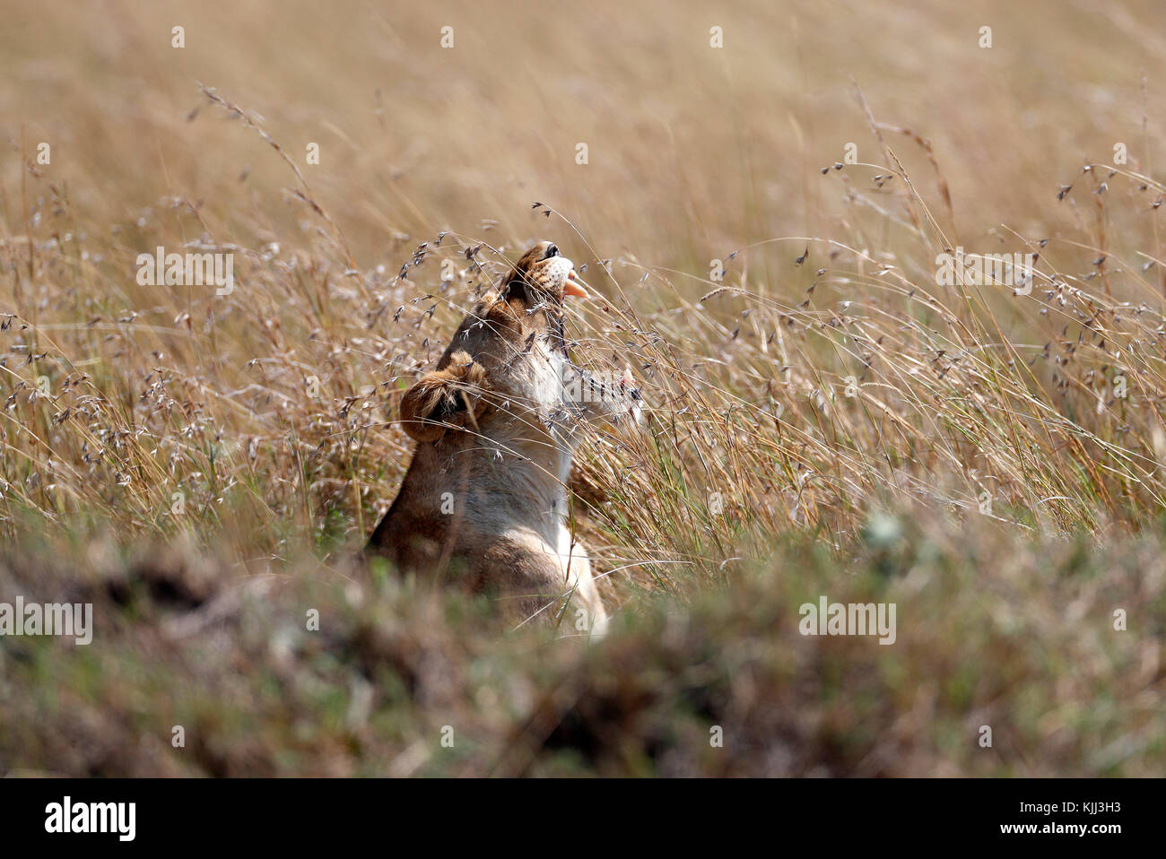 Lioness yawning (Panthera leo). Masai Mara game reserve. Kenya Stock ...
