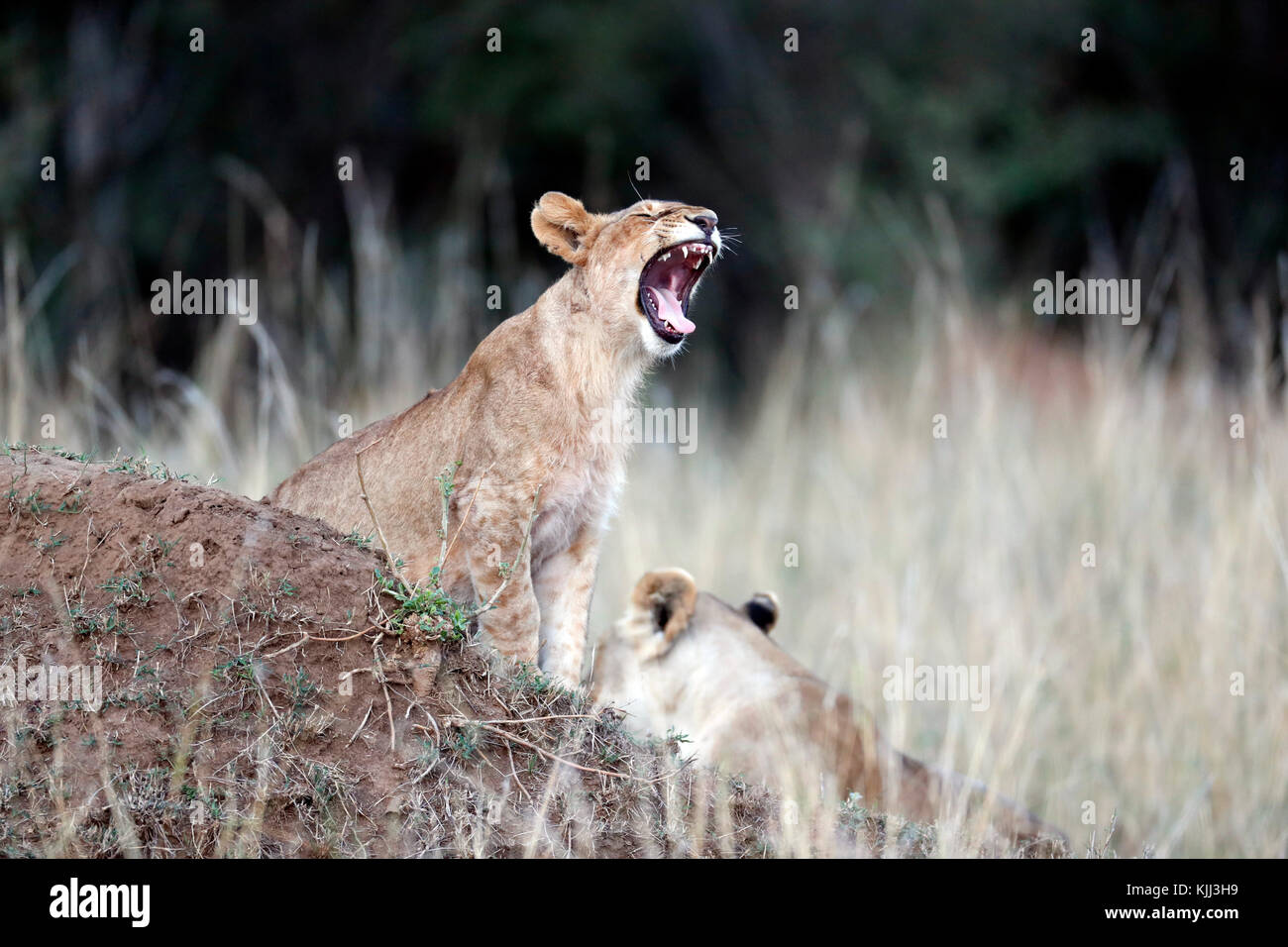 Lioness yawning (Panthera leo). Masai Mara game reserve. Kenya Stock ...