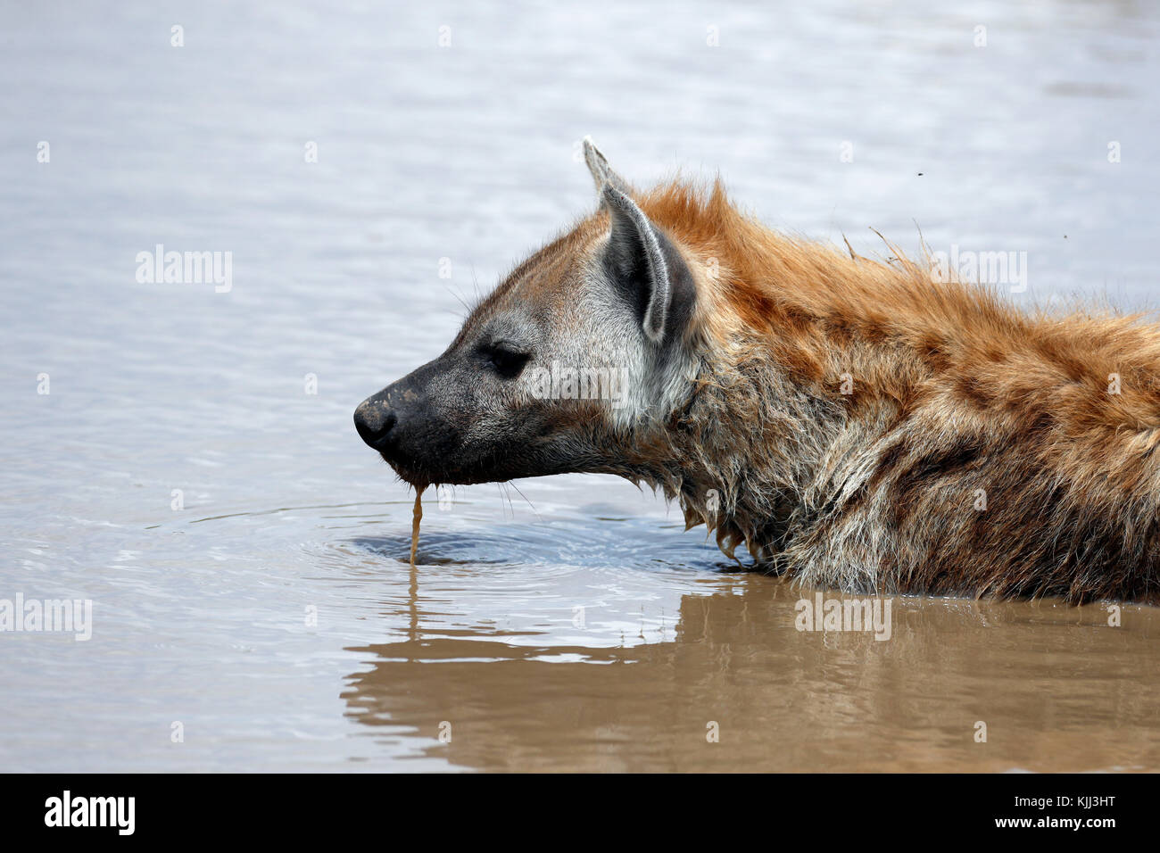 Hyena taking mud bath.  Masai Mara game reserve. Kenya. Stock Photo