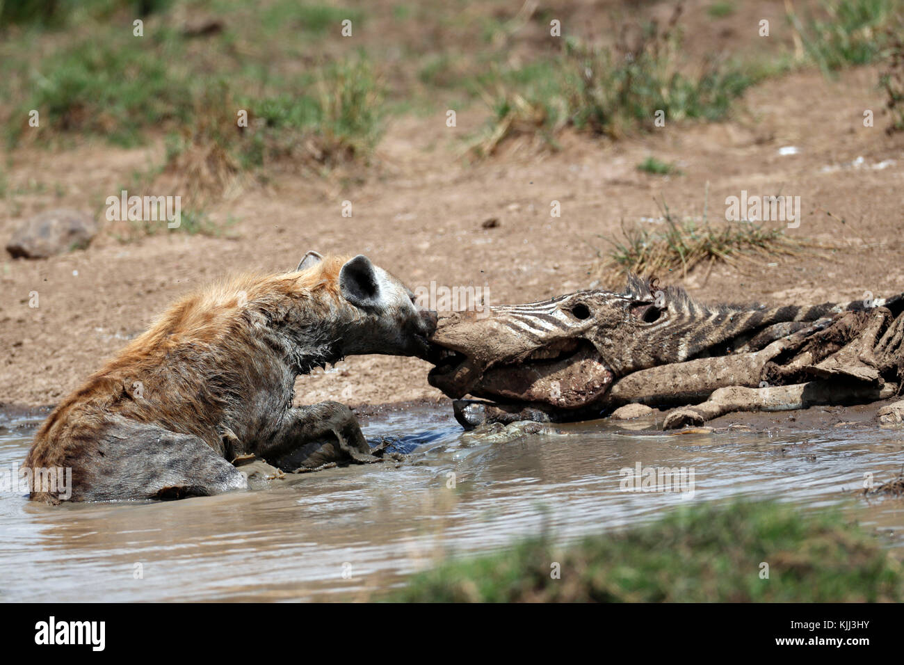 Spotted hyena feeding on a carcass of a zebra.   Masai Mara game reserve. Kenya. Stock Photo