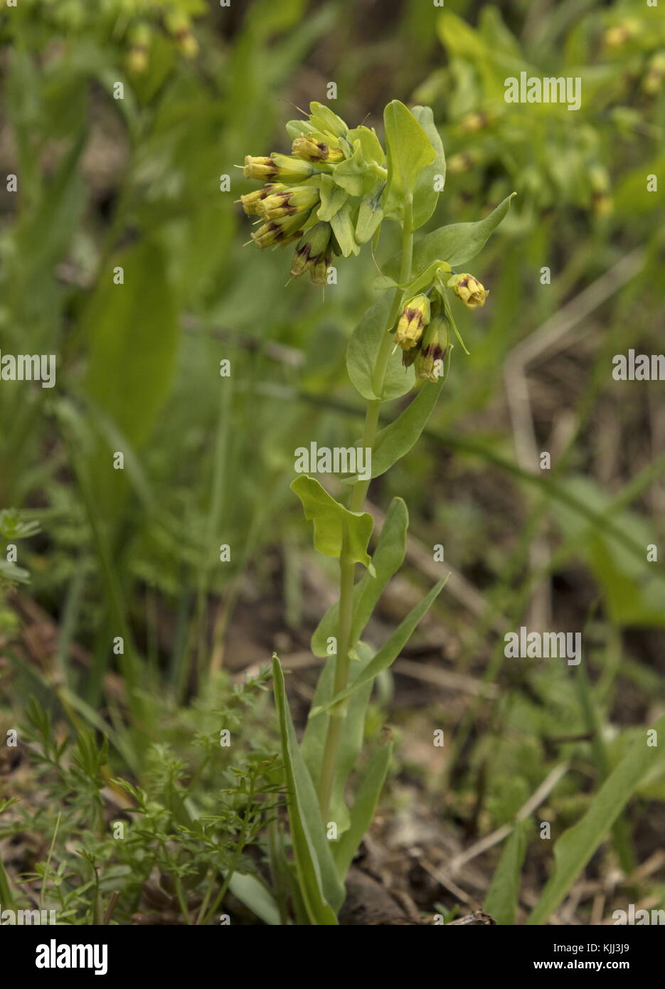 Smooth Honeywort, Cerinthe glabra, in flower in spring; Maritime Alps. Stock Photo