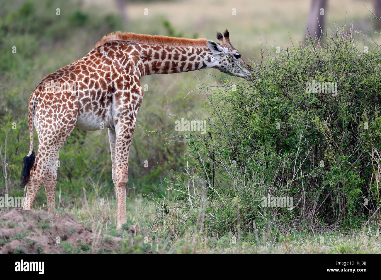 Young Giraffe (Giraffa camelopardalis) in savanna.  Masai Mara game reserve. Kenya. Stock Photo