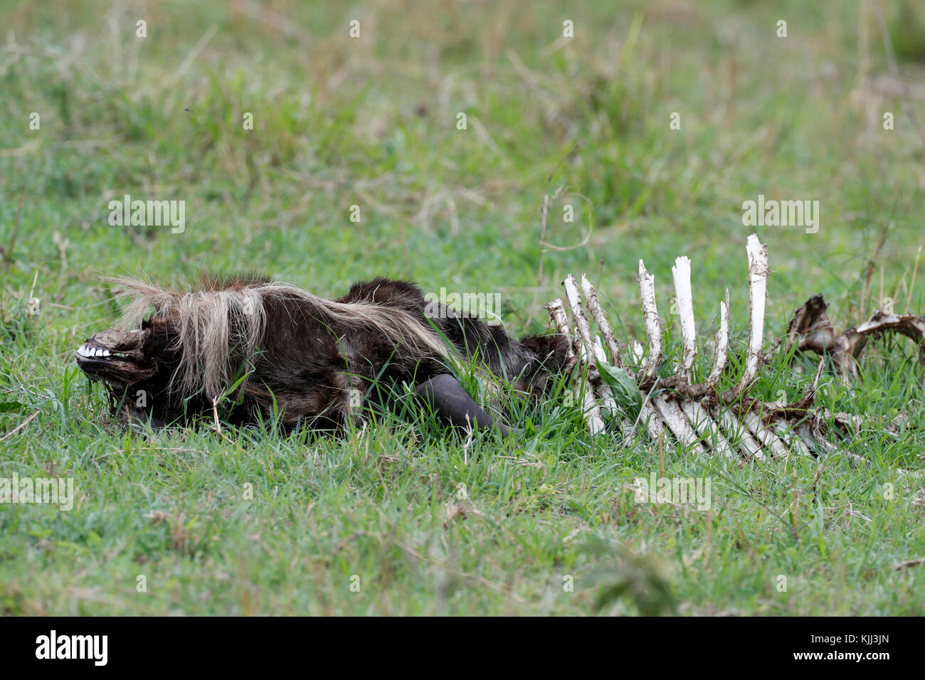 Dead wildbeest in the bush.  Masai Mara game reserve. Kenya. Stock Photo